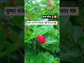 लाल सोना red gold #pushpa #pushpa2 #pushparaj #pushpamovie #red #redgold #gold #food #foodlover #day