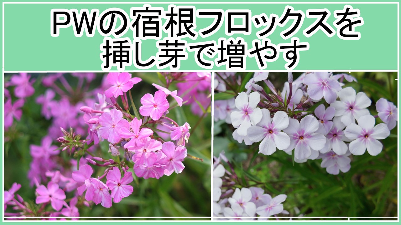 PWの宿根フロックスの挿し芽】花がたくさん咲き長い間咲くPWの宿根