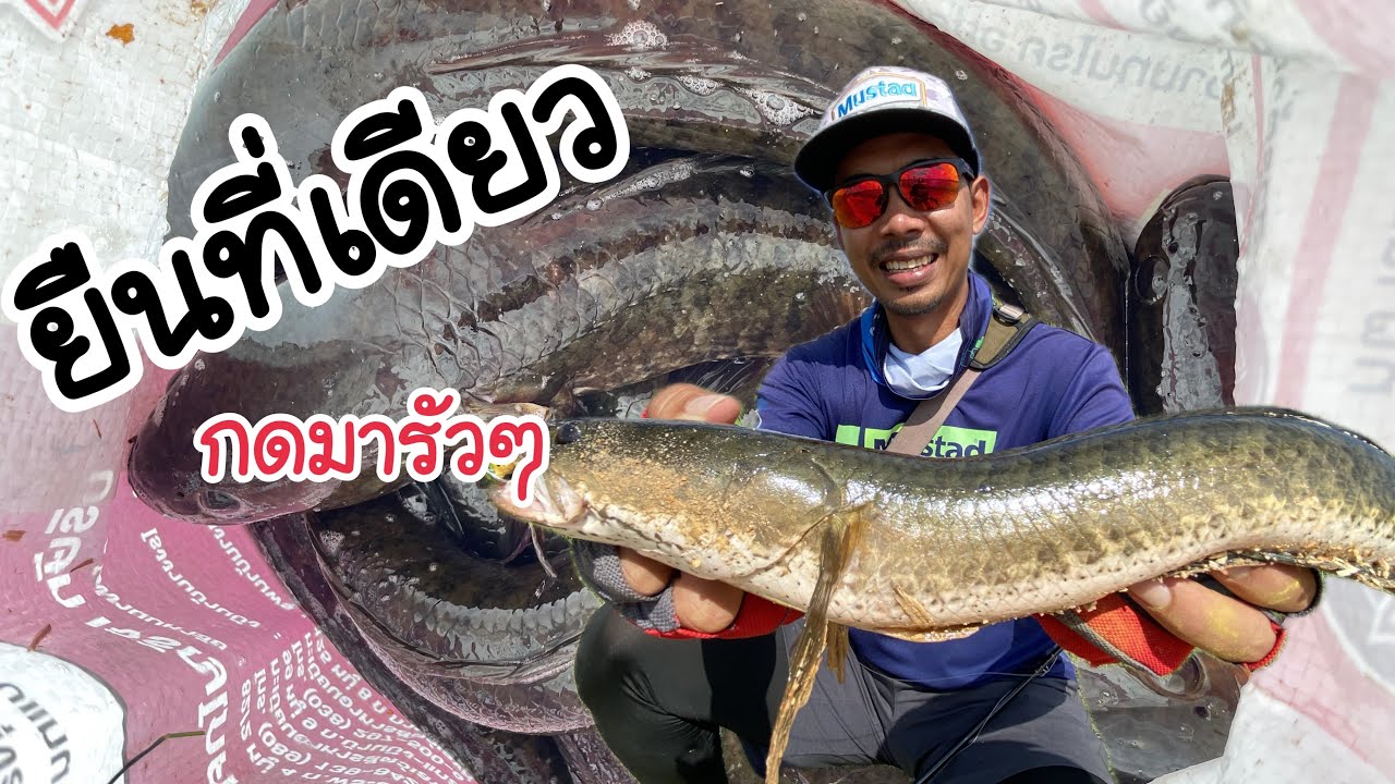 ยืนที่เดียว กดมารัวๆ #fishing #ตกปลา #pikook