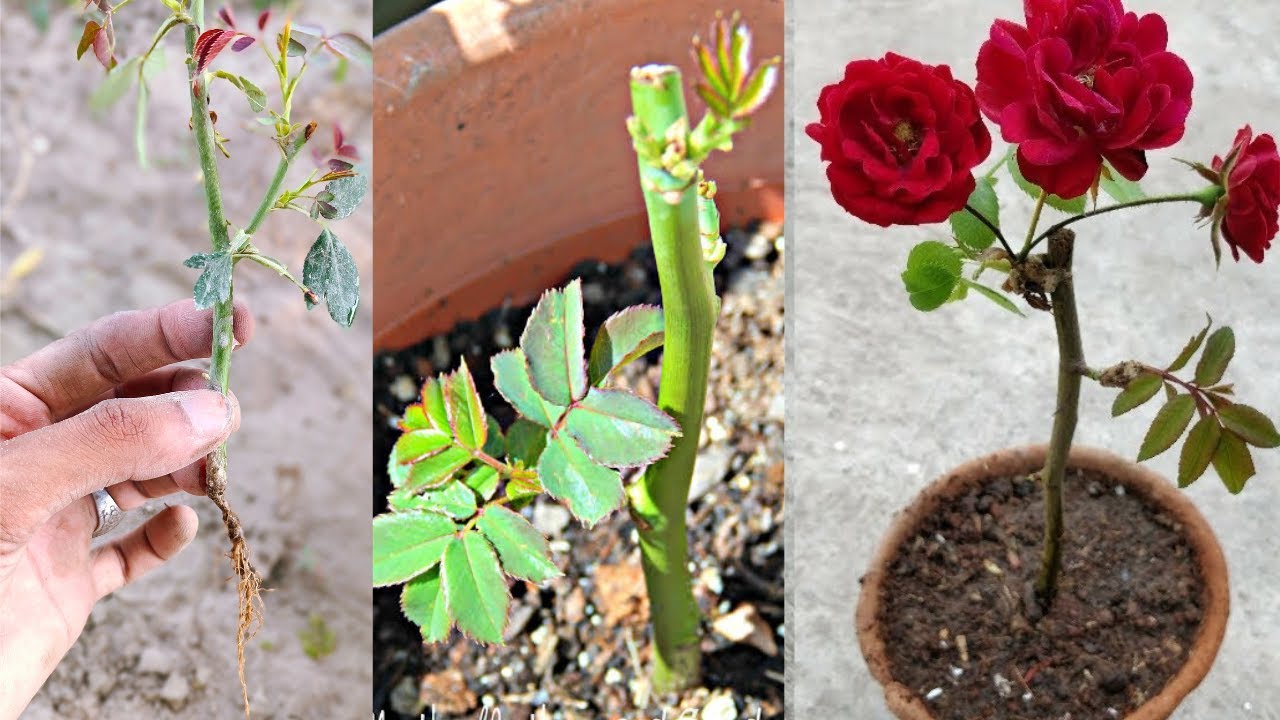 Grow Rose: How to Grow Rose Flower at Home | Best Way to Grow Rose From ...