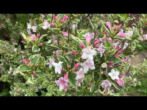 Weigela Florida 'Variegata' - Leaves x Flowers - April 2024