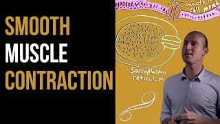 1 Minute Recap - Smooth Muscle Contraction