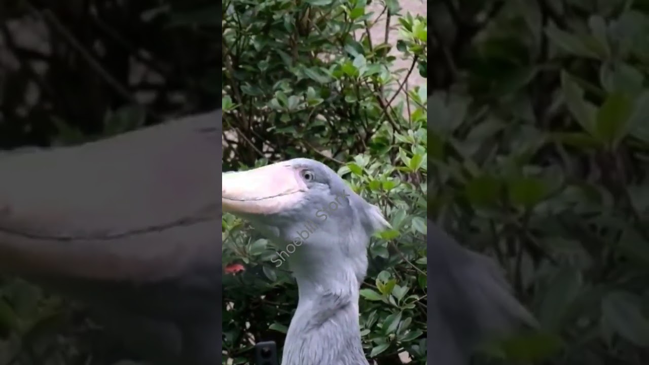 Shoebill Predator Sound