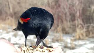 Hand-feeding Birds in Slow Mo - Red-winged Blackbird