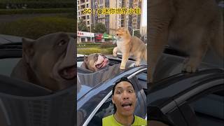 Kucingnya berani banget ya sama anjing #shorts #subscribe #funny #comedy #trending
