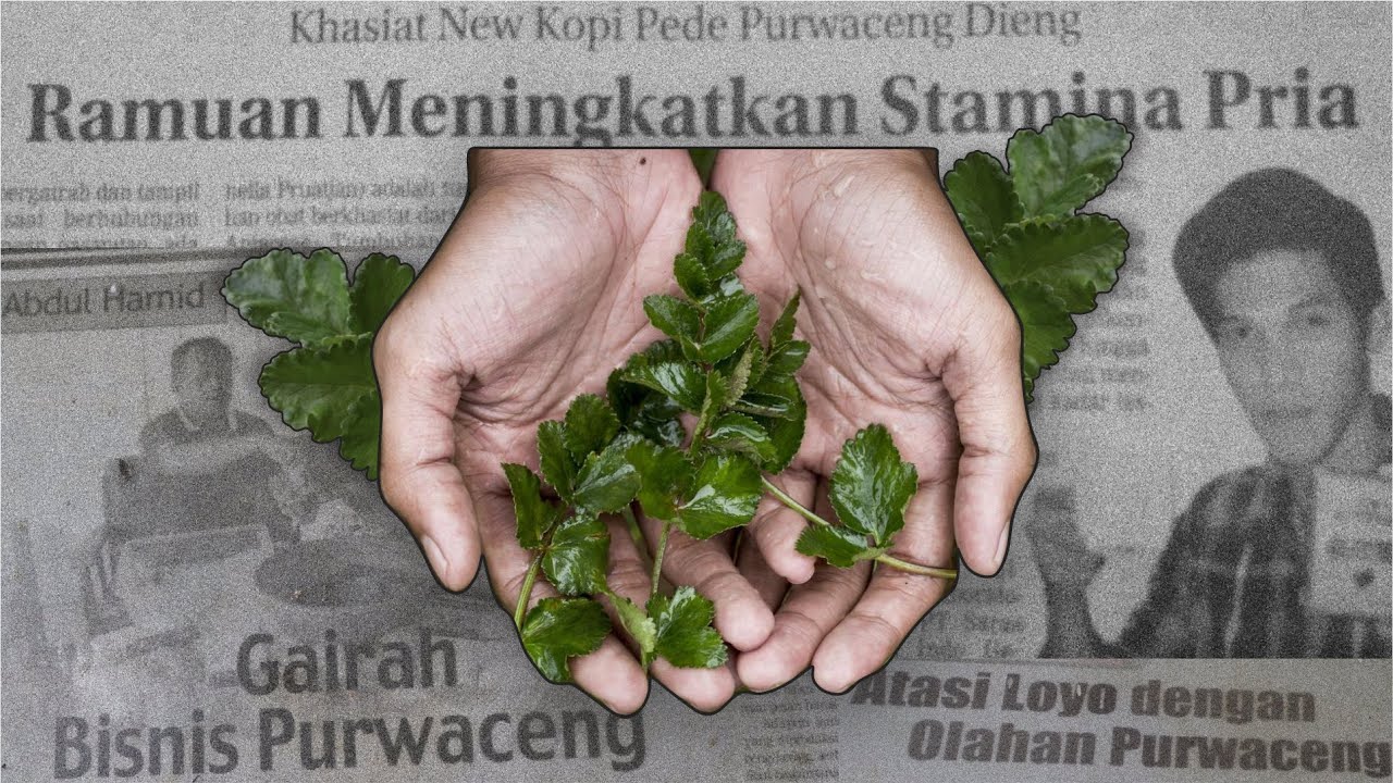 TELUSUR | Asal Usul Purwaceng, Tanaman Khas Dataran Tinggi