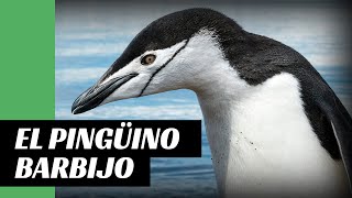 2 Minutos Sobre El Pingüino Barbijo Epistemia