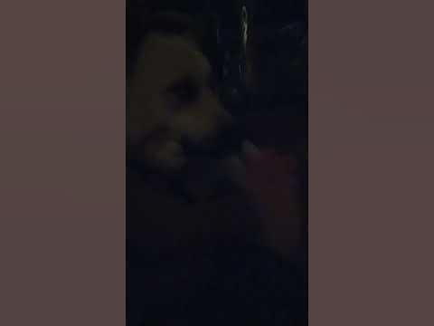 пес сидит со мной - YouTube