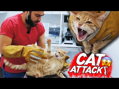 YENİ KEDİ SALDIRISI! Diş, Tırnak & Pençe Yedik! ( cat attack ) @Menal Çiçek İnanoğlu  #TheVet