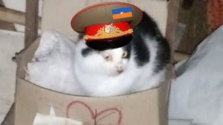Новая информация Компании Мяу! Мур! Октябрь 2025