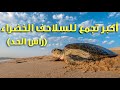 لقينا أكبر تجمع للسلاحف البحرية الخضراء في مكشات راس الحد || The largest gathering of green turtles