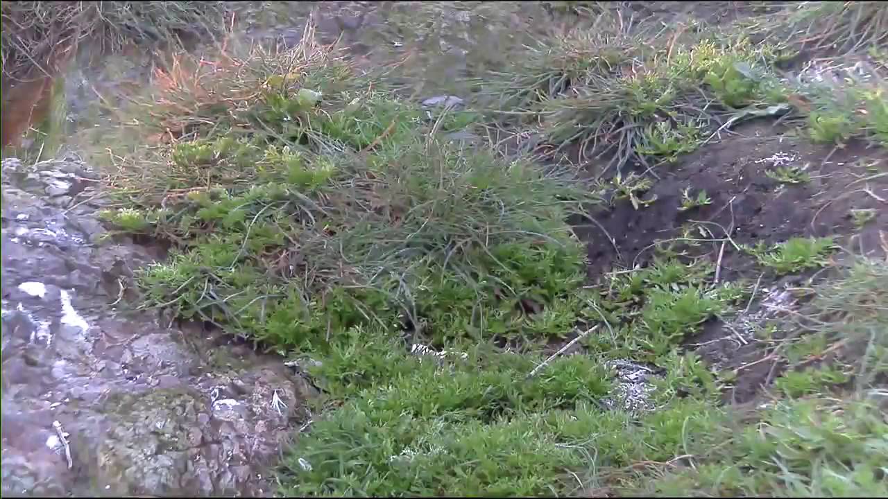 Cliff-Nesting Seabirds of Gull Island