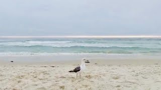 Monterey, California - Asilomar Beach - Cute Bird by Carin - Cats & Good Vibes 3,041 views 3 years ago 10 minutes, 22 seconds