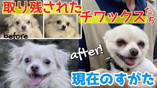 【多頭飼育】取り残されたチワックス　こんなに笑顔になりました！【保護犬】 by みさきアニマルすまいる 1,701 views 10 months ago 5 minutes, 34 seconds