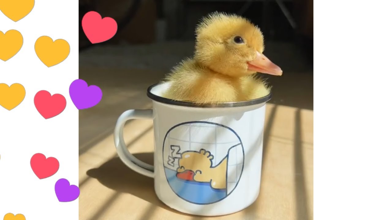Funny animals. The best tik tok meme compilation. - YouTube