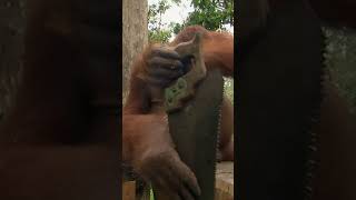 Chen Chen the Renovation Man | Orangutan Island | Animal Planet