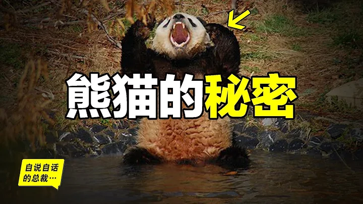 熊貓：一種真實存在的上古恐懼，為什麼只有人類覺得大熊貓很可愛？為什麼大熊貓在大自然中拒絕偽裝？為什麼熊貓不怕摔？大熊貓當真能吃鐵嗎？有關熊貓的秘密，這裡一定還有讓你驚奇的故事……|自說自話的總裁 - 天天要聞