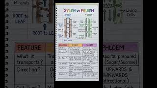 Learn Xylem & Phloem Fast ⚡