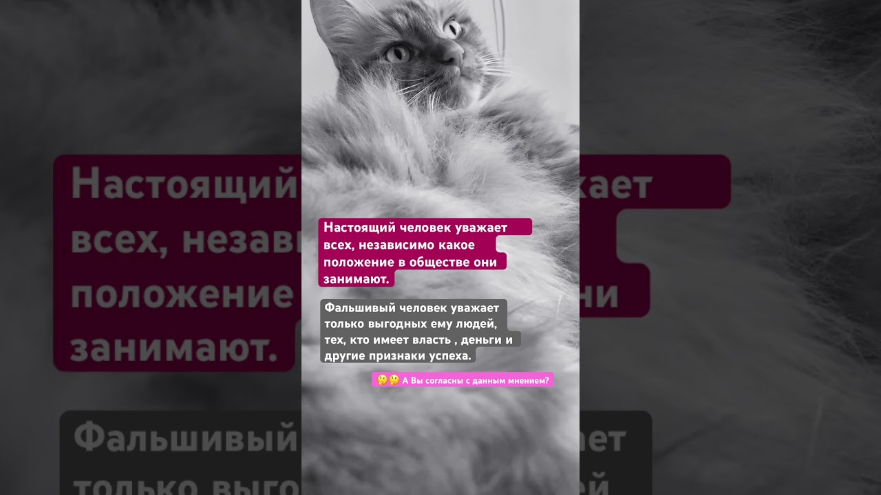 Cat Leon❤️. # cat