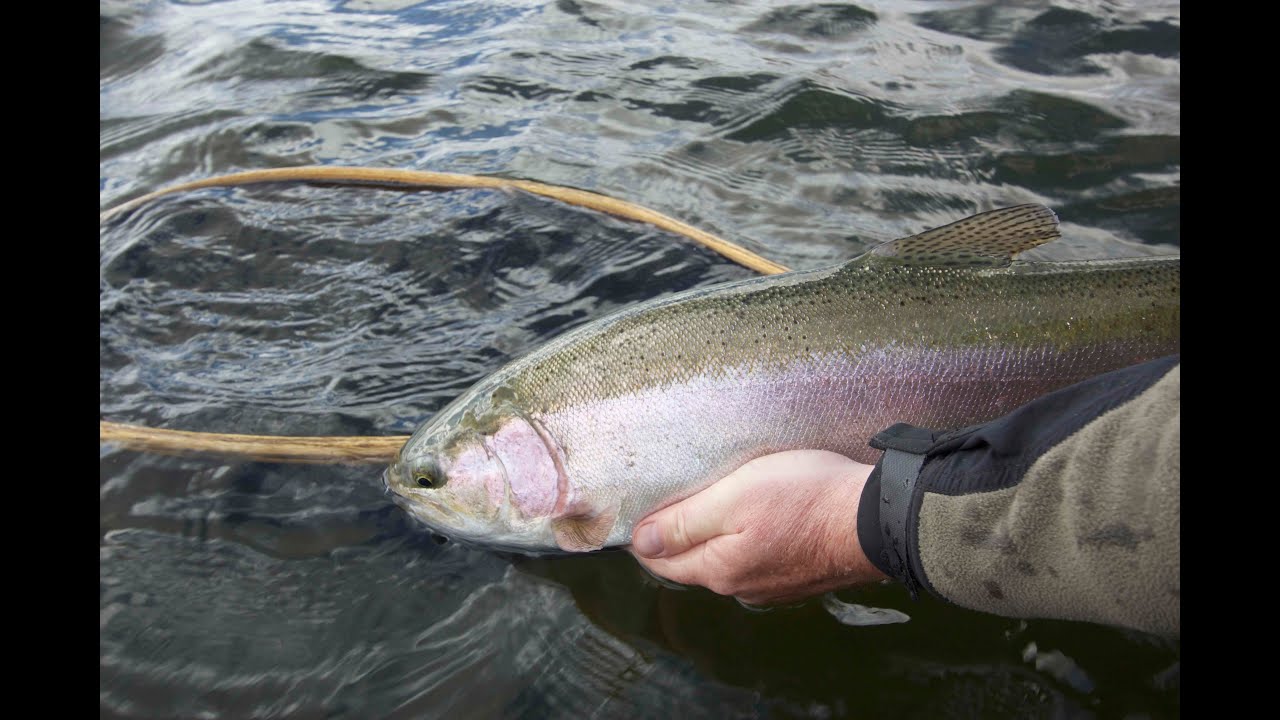 fly fishing rod holder Giant Rainbow Trout | Manitoba