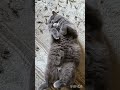 Жиза😅🐱? #Фединыбудни#юмор#кот#смешныекоты#cat