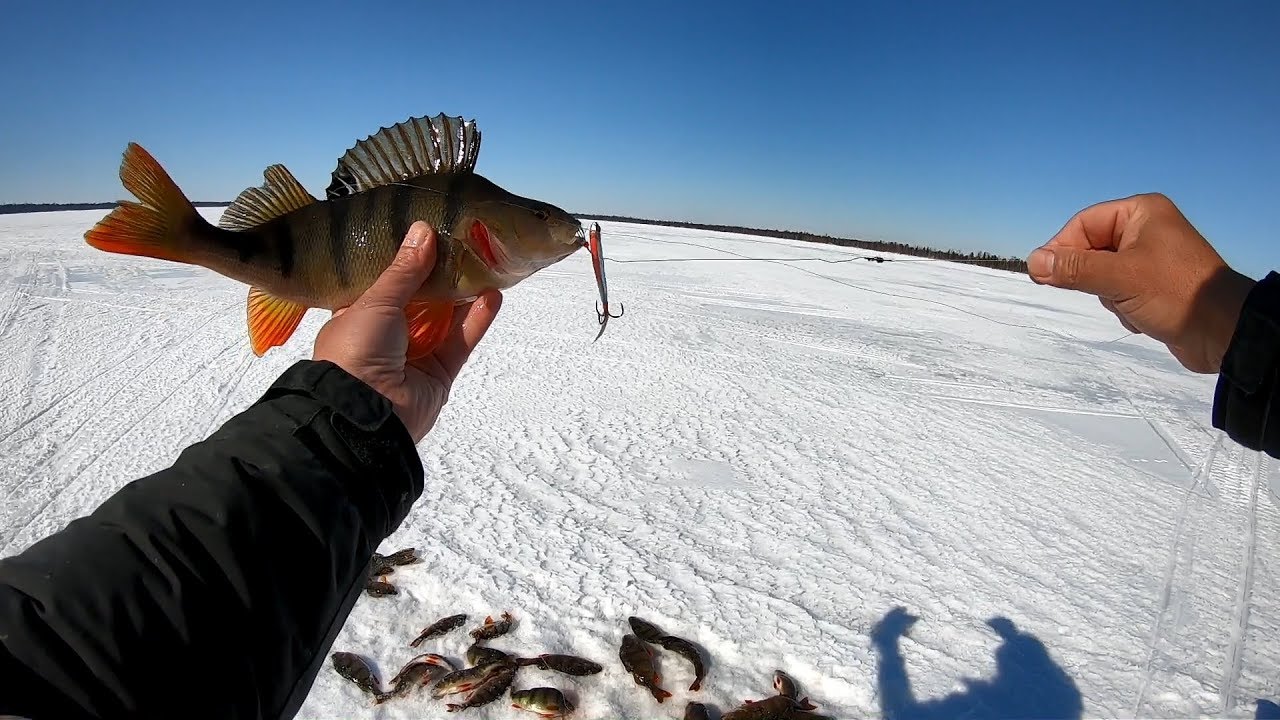 Клев окуня в марте. Рыбалка в НАО. Зимняя рыбалка на крупного окуня бешеный клев. Ненецкая рыбалка. Клев окуня в Иркутске.