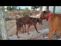 Doberman vs boxer