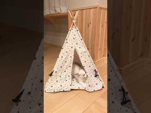 ダイソーの猫ちゃんテント⛺️ #猫 #ragdoll #kitty #子猫 #cat #ダイソー