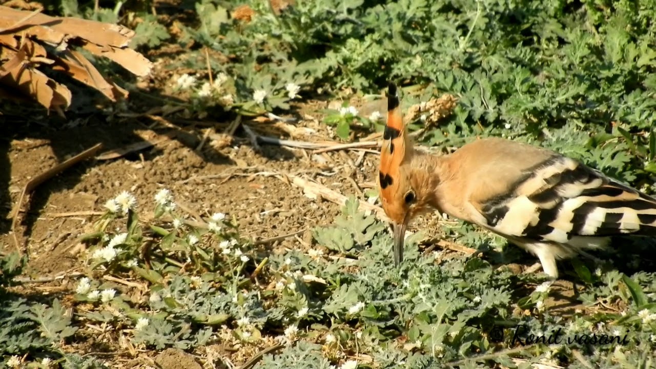 Eurasian hoopoe 