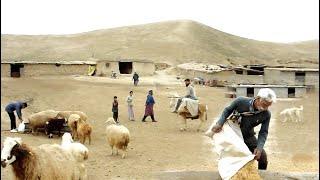 Nomadic lifestyle and shepherd's hard work for her sheep