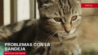 ¿Por qué tu GATO No usa su ARENERO❌? Causas y ✅SOLUCIONES #comportamientofelino #veterinarios