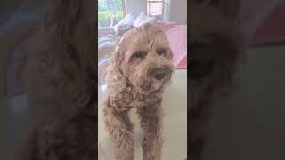 I like you #cavoodle #puppy #cute #강아지여름