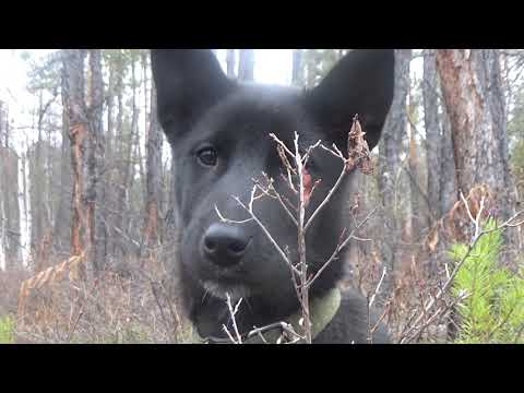Видео: Прогулка с щенком по осенней тайге.