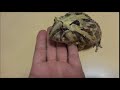 手乗りツノガエル調教失敗　Golden brazilian horned frog