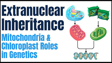 Extranuclear Inheritance Explained | Mitochondria & Chloroplast Roles in Genetics