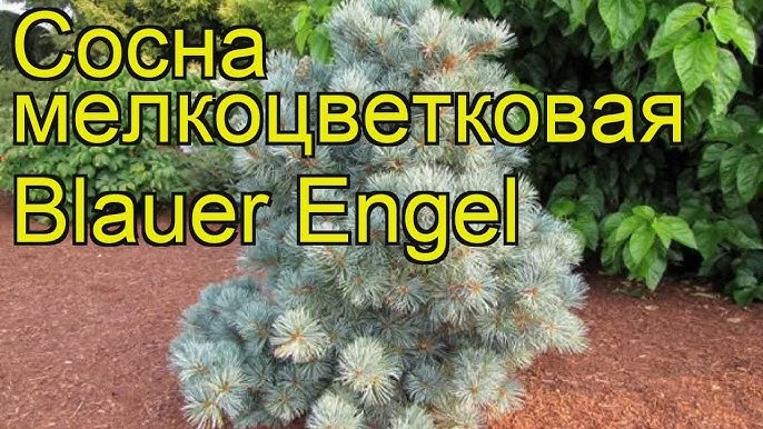Сорт сосны Обелиск