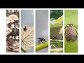 Spotted lantern flies are popping up again across the DMV