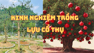 Chia Sẻ Kinh Nghiệm Khi Trồng Cây Lựu Cổ Thụ Ấn Độ _ Nhà Vườn Vũ Tiến