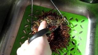 How to open a sea urchin for uni sashimi 開海膽