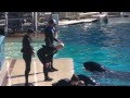 Makani startles Trainer Kristi - Nov. 20, 2014 - SeaWorld San Diego