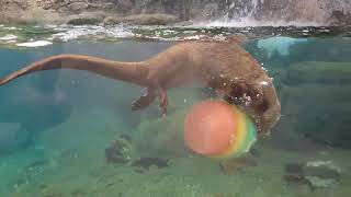 River Otter With Pride Month Ice Treat