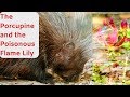 The Porcupine And The Poisonous Flame Lily