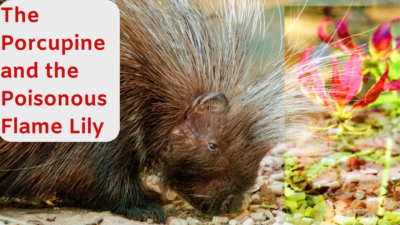 The Porcupine and the Poisonous Flame Lily YouTube