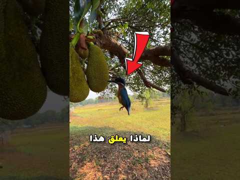 ​لماذا تعلق هذه الطيور بمناقيرها في الأشجار