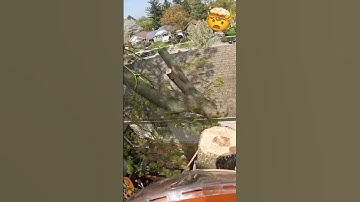 Is that a house? #arborist #fyp #gopro #climb #climbing #height #rigging #chainsaw #stihl #tree