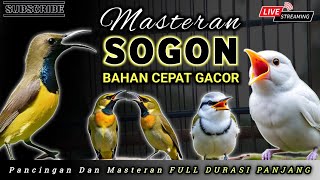 MASTERAN SOGON GACOR MEWAH COCOK UNTUK MURAI BATU DAN BURUNG LAINNYA  ‼️ MUDAH CEPAT DI TIRU