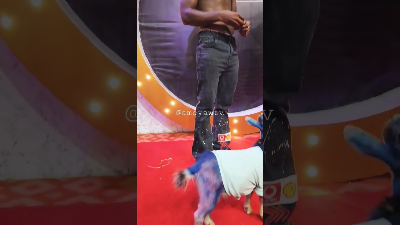 AY Poyo brought his Goat to the VGMAs Red Carpet. 