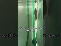 [海水魚飼育]人に懐いたアカハタに餌やり