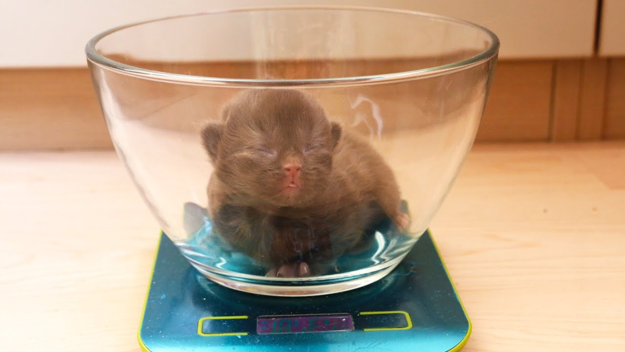 Weighing Kittens 10 Minutes After Birth! YouTube