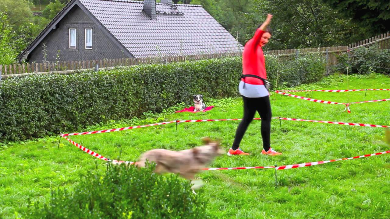 Lazerta Aussies - Distanztraining